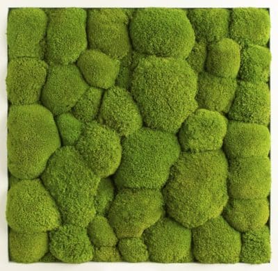 MoosMoos_Moosprodukt-400×390 Moosbild Ballenmoos