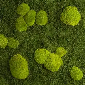 Waldmoos/ Ballenmoos/ Kugelmoos/
Premium